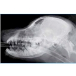 Veterinary Imaging Package